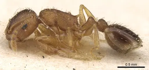 Temnothorax spinosus specimen CASENT0906173 image casent0906173_3