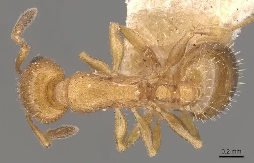 Temnothorax spinosus specimen CASENT0909045 image casent0909045_1