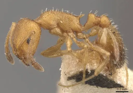 Temnothorax spinosus specimen CASENT0909045 image casent0909045_3