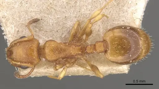 Temnothorax spinosus specimen CASENT0909046 image casent0909046_1