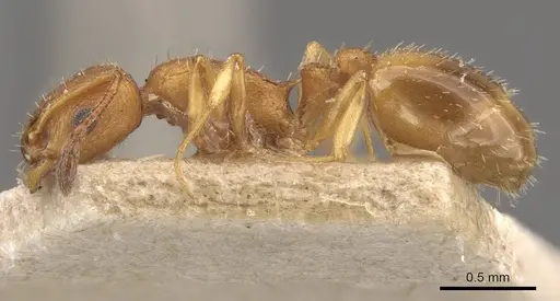 Temnothorax spinosus specimen CASENT0909046 image casent0909046_3