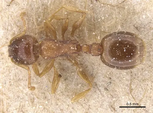Temnothorax spinosus specimen CASENT0912963 image casent0912963_1