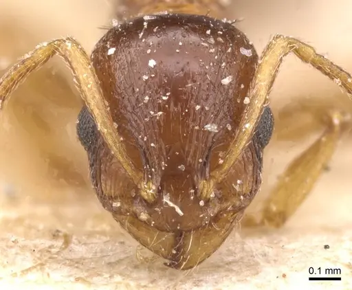 Temnothorax spinosus specimen CASENT0912963 image casent0912963_2