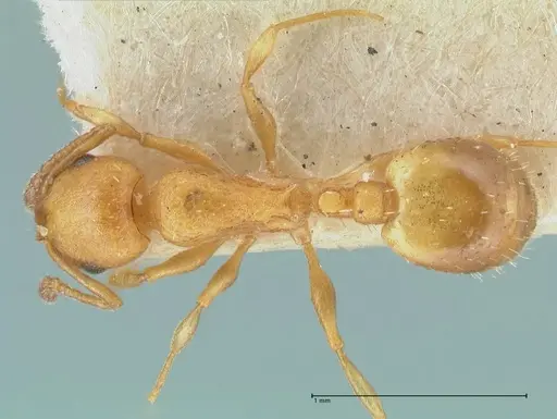 Temnothorax spinosus specimen FOCOL2004 image focol2004_1
