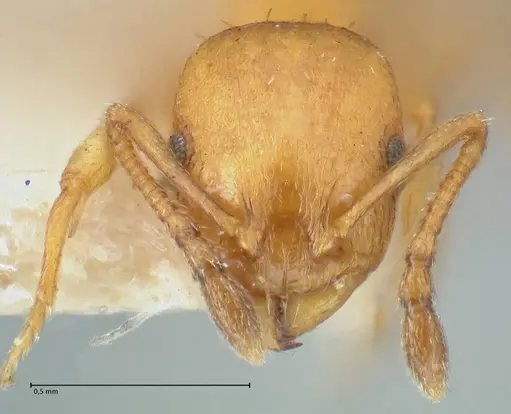 Temnothorax spinosus specimen FOCOL2004 image focol2004_2