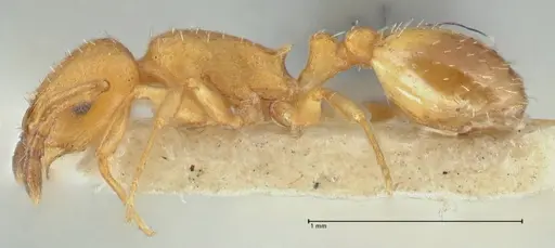 Temnothorax spinosus specimen FOCOL2004 image focol2004_3