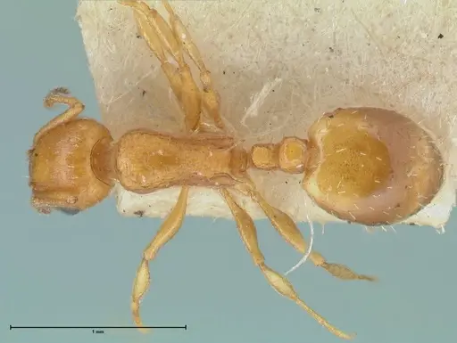 Temnothorax spinosus specimen FOCOL2005 image focol2005_1