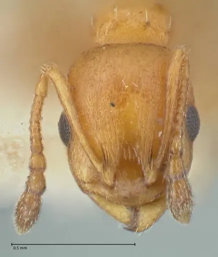 Temnothorax spinosus specimen FOCOL2005 image focol2005_2