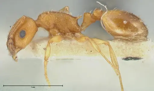 Temnothorax spinosus specimen FOCOL2005 image focol2005_3