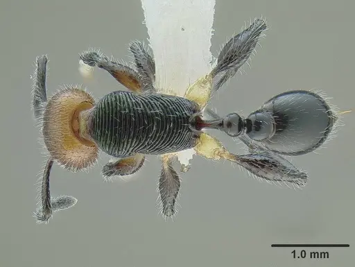 Temnothorax splendens specimen CASENT0636109 image casent0636109_1