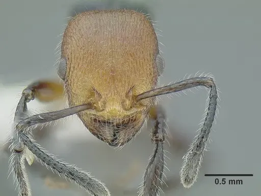 Temnothorax splendens specimen CASENT0636109 image casent0636109_2