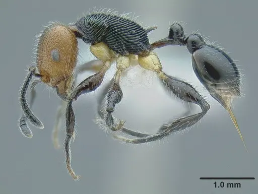Temnothorax splendens specimen CASENT0636109 image casent0636109_3