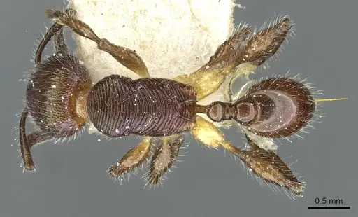 Temnothorax splendens specimen CASENT0913002 image casent0913002_1