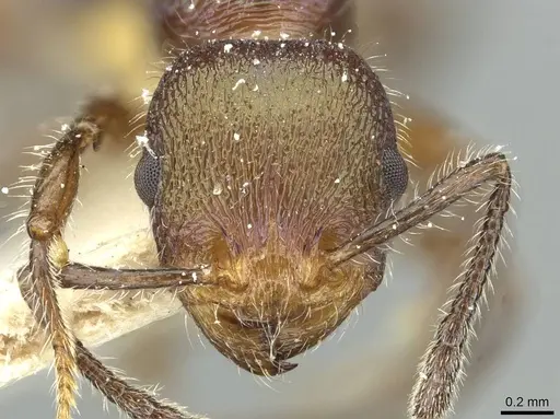 Temnothorax splendens specimen CASENT0913002 image casent0913002_2