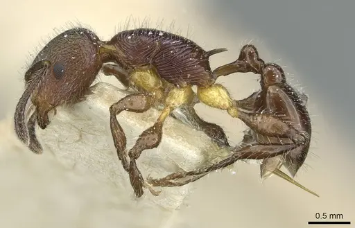 Temnothorax splendens specimen CASENT0913002 image casent0913002_3