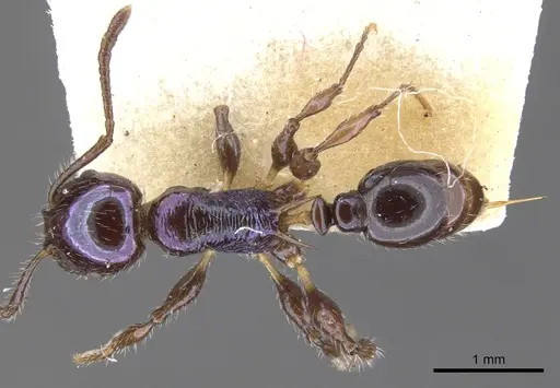 Temnothorax squamifer specimen CASENT0901793 image casent0901793_1