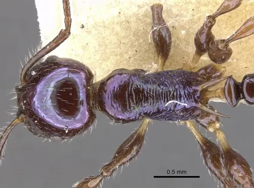 Temnothorax squamifer specimen CASENT0901793 image casent0901793_2