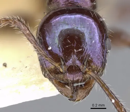 Temnothorax squamifer specimen CASENT0901793 image casent0901793_3