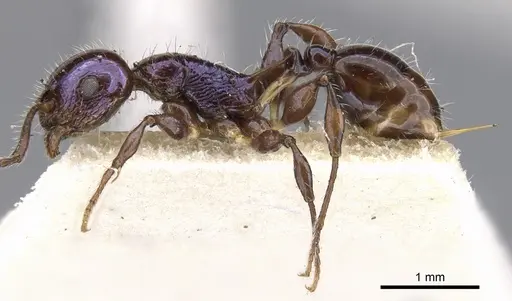 Temnothorax squamifer specimen CASENT0901793 image casent0901793_4