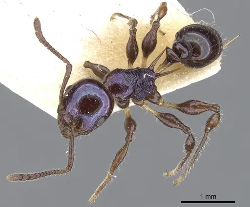 Temnothorax squamifer specimen CASENT0901793 image casent0901793_5