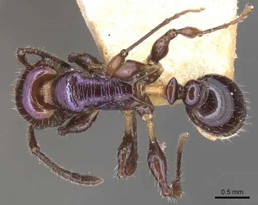 Temnothorax squamifer specimen CASENT0904721 image casent0904721_1