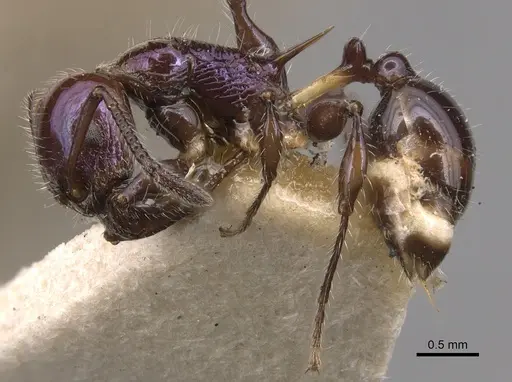 Temnothorax squamifer specimen CASENT0904721 image casent0904721_3