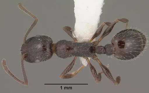 Temnothorax stenotyle specimen CASENT0102844 image casent0102844_1