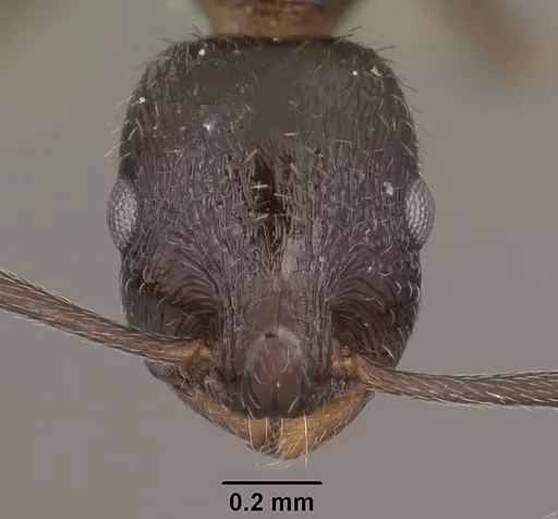 Temnothorax stenotyle specimen CASENT0102844 image casent0102844_2