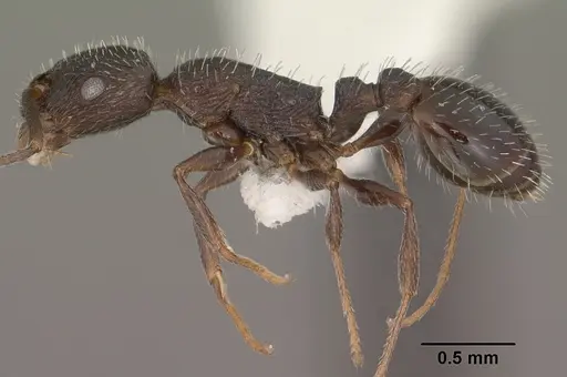 Temnothorax stenotyle specimen CASENT0102844 image casent0102844_3