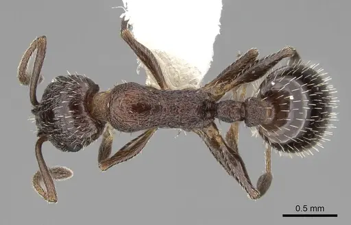 Temnothorax stenotyle specimen CASENT0922576 image casent0922576_1