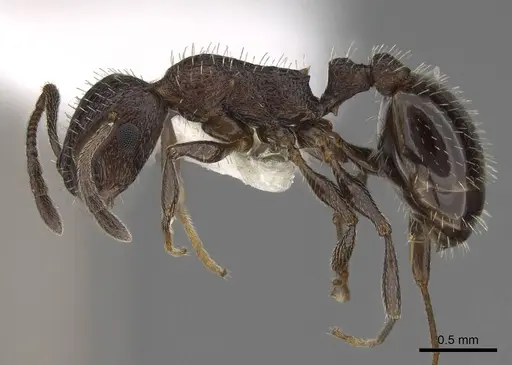 Temnothorax stenotyle specimen CASENT0922576 image casent0922576_3