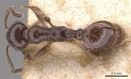 Temnothorax stollii specimen CASENT0905775 image casent0905775_1