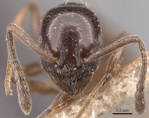 Temnothorax stollii specimen CASENT0905775 image casent0905775_2