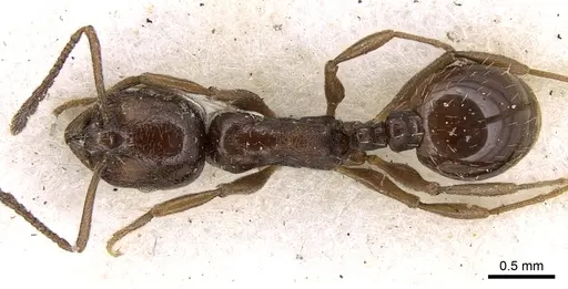 Temnothorax stollii specimen CASENT0906182 image casent0906182_1