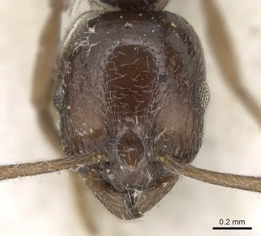 Temnothorax stollii specimen CASENT0906182 image casent0906182_2