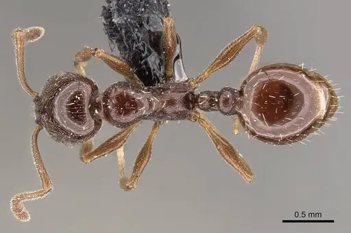 Temnothorax stollii specimen CASENT0909058 image casent0909058_1