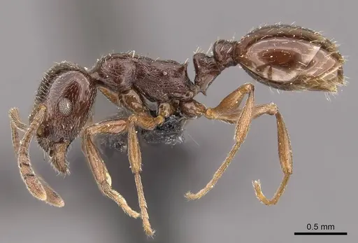 Temnothorax stollii specimen CASENT0909058 image casent0909058_3