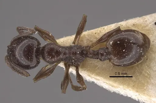 Temnothorax stollii specimen CASENT0917828 image casent0917828_1