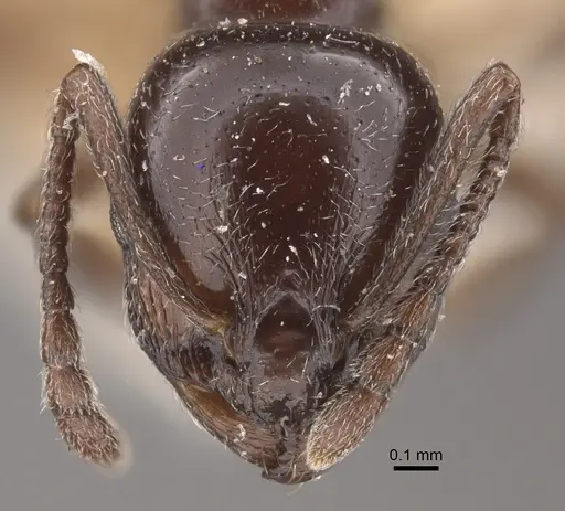 Temnothorax stollii specimen CASENT0917828 image casent0917828_2