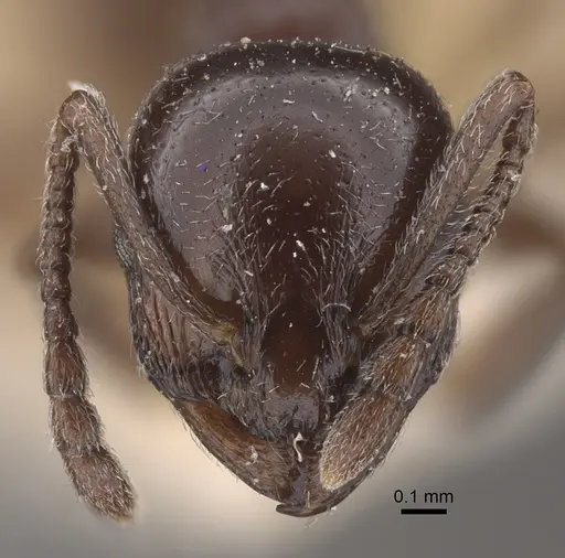 Temnothorax stollii specimen CASENT0917828 image casent0917828_3