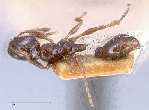 Temnothorax stollii specimen FOCOL0610 image focol0610_1