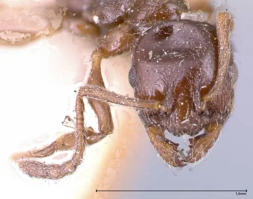 Temnothorax stollii specimen FOCOL0610 image focol0610_2