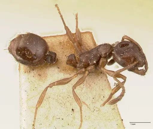 Temnothorax stollii specimen FOCOL0610 image focol0610_3