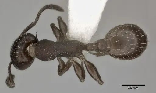 Temnothorax striatulus specimen CASENT0246051 image casent0246051_1
