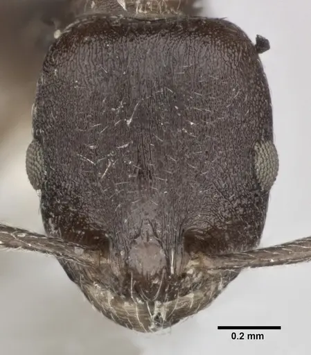 Temnothorax striatulus specimen CASENT0246051 image casent0246051_2