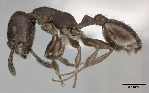 Temnothorax striatulus specimen CASENT0246051 image casent0246051_3