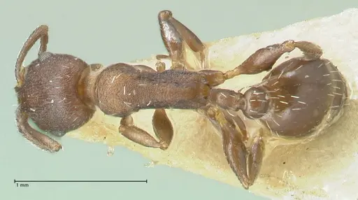Temnothorax striatulus specimen FOCOL2037 image focol2037_1