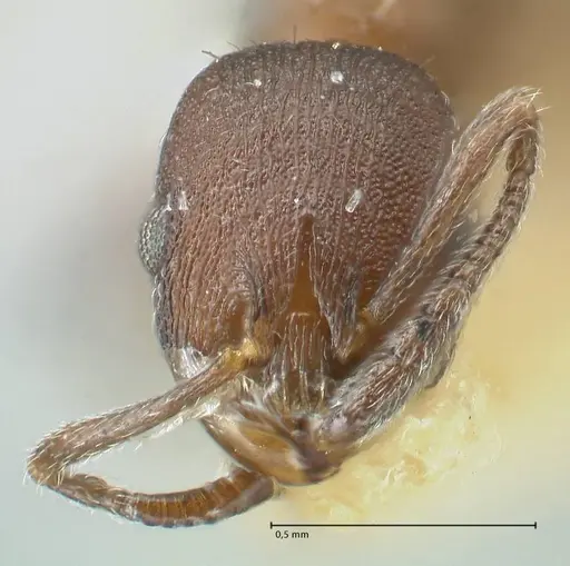 Temnothorax striatulus specimen FOCOL2037 image focol2037_2