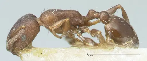 Temnothorax striatulus specimen FOCOL2037 image focol2037_3