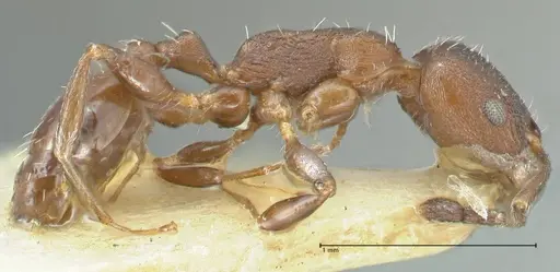 Temnothorax striatulus specimen FOCOL2037 image focol2037_4